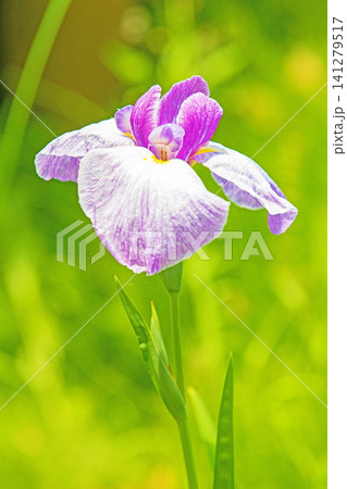 家の周りの草花 四季の色々 公園の水辺を美しい色とりどりの花菖蒲の花が彩どりを添えています 家の周りの草花 四季の色々 公園の水辺を美しい色とりどりの花菖蒲の花が彩どりを添えています 141279517