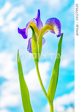 家の周りの草花　四季の色々　公園の水辺を美しい色とりどりの花菖蒲の花が彩どりを添えています 141279520