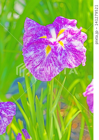 家の周りの草花　四季の色々　公園の水辺を美しい色とりどりの花菖蒲の花が彩どりを添えています 141279521