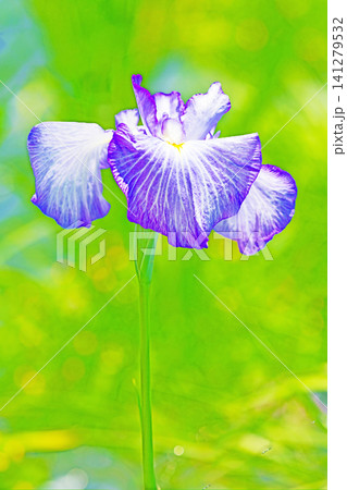家の周りの草花 四季の色々 公園の水辺を美しい色とりどりの花菖蒲の花が彩どりを添えています 家の周りの草花 四季の色々 公園の水辺を美しい色とりどりの花菖蒲の花が彩どりを添えています 141279532