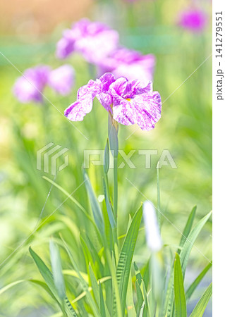 家の周りの草花　四季の色々　公園の水辺を美しい色とりどりの花菖蒲の花が彩どりを添えています 141279551
