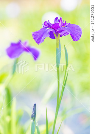 家の周りの草花 四季の色々 公園の水辺を美しい色とりどりの花菖蒲の花が彩どりを添えています 家の周りの草花 四季の色々 公園の水辺を美しい色とりどりの花菖蒲の花が彩どりを添えています 141279553
