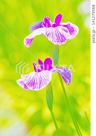家の周りの草花 四季の色々 公園の水辺を美しい色とりどりの花菖蒲の花が彩どりを添えています 家の周りの草花 四季の色々 公園の水辺を美しい色とりどりの花菖蒲の花が彩どりを添えています 141279568