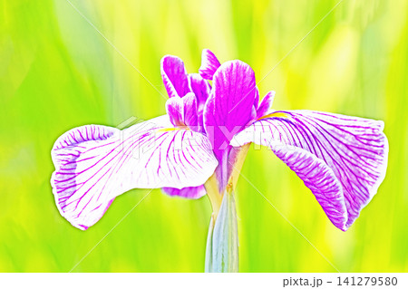 家の周りの草花 四季の色々 公園の水辺を美しい色とりどりの花菖蒲の花が彩どりを添えています 家の周りの草花 四季の色々 公園の水辺を美しい色とりどりの花菖蒲の花が彩どりを添えています 141279580