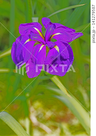 家の周りの草花 四季の色々 公園の水辺を美しい色とりどりの花菖蒲の花が彩どりを添えています 家の周りの草花 四季の色々 公園の水辺を美しい色とりどりの花菖蒲の花が彩どりを添えています 141279587