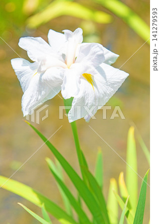 家の周りの草花 四季の色々 公園の水辺を美しい色とりどりの花菖蒲の花が彩どりを添えています 家の周りの草花 四季の色々 公園の水辺を美しい色とりどりの花菖蒲の花が彩どりを添えています 141279593