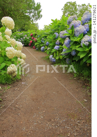 滋賀県の紫陽花名所 もりやま芦刈園 滋賀県の紫陽花名所 もりやま芦刈園 141279621