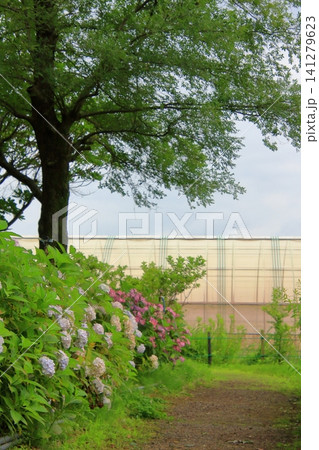 滋賀県の紫陽花名所 もりやま芦刈園 滋賀県の紫陽花名所 もりやま芦刈園 141279623