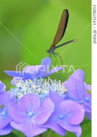 紫陽花にとまるハグロトンボ 紫陽花にとまるハグロトンボ 141279653
