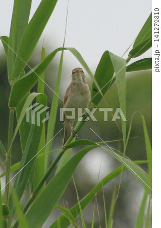 独特の鳴き声の野鳥 オオヨシキリ 独特の鳴き声の野鳥 オオヨシキリ 141279810