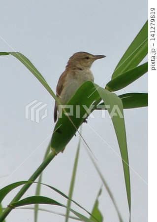 独特の鳴き声の野鳥　オオヨシキリ 141279819