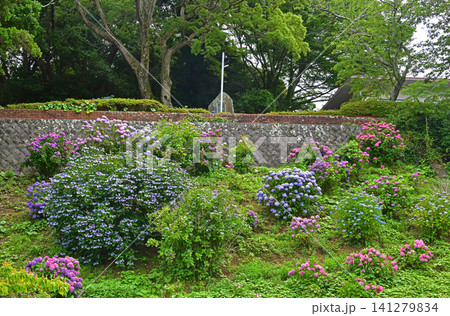 静岡県　下田あじさい公園　一面の紫陽花 141279834