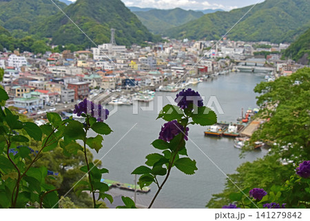 静岡県 下田あじさい公園 紫陽花と下田港 静岡県 下田あじさい公園 紫陽花と下田港 141279842