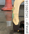 Green praying mantis clinging to weathered yellow pole with rusty metal below Green praying mantis clinging to weathered yellow pole with rusty metal below 141280116