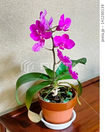 窓辺に置かれた鉢植えのミニ胡蝶蘭 窓辺に置かれた鉢植えのミニ胡蝶蘭 141280139