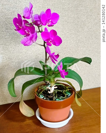 窓辺に置かれた鉢植えのミニ胡蝶蘭 窓辺に置かれた鉢植えのミニ胡蝶蘭 141280142