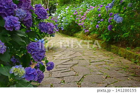 静岡県 下田あじさい公園 一面の紫陽花 静岡県 下田あじさい公園 一面の紫陽花 141280155