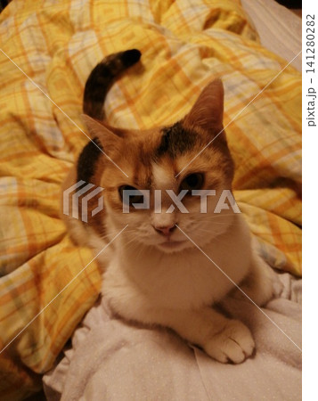 お座りする三毛猫 141280282