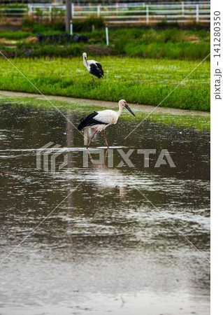 北栄町のコウノトリ 北栄町のコウノトリ 141280350