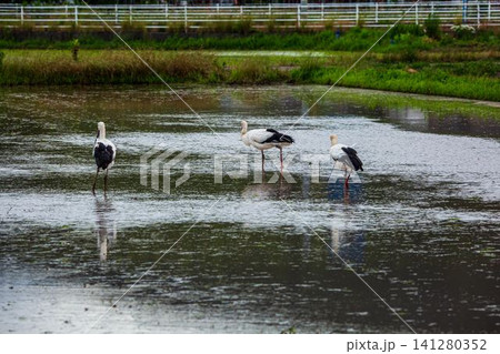 北栄町のコウノトリ 北栄町のコウノトリ 141280352