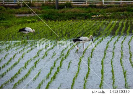 北栄町のコウノトリ 北栄町のコウノトリ 141280389