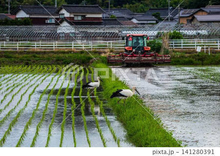 北栄町のコウノトリ 北栄町のコウノトリ 141280391