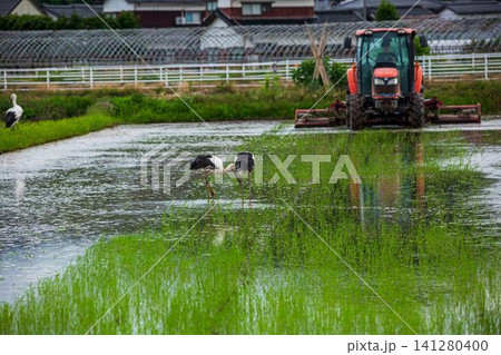 北栄町のコウノトリ 北栄町のコウノトリ 141280400
