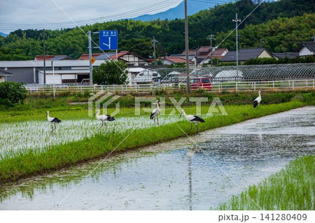 北栄町のコウノトリ 北栄町のコウノトリ 141280409