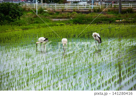 北栄町のコウノトリ 北栄町のコウノトリ 141280416