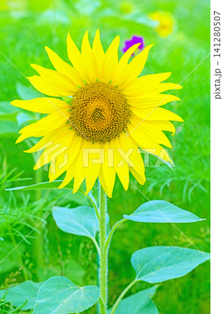 家の周りの草花 四季の色々 農園の花畑に美しい大輪のヒマワリの花が青空に向かって咲いています 家の周りの草花 四季の色々 農園の花畑に美しい大輪のヒマワリの花が青空に向かって咲いています 141280507
