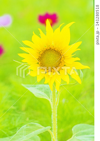 家の周りの草花 四季の色々 農園の花畑に美しい大輪のヒマワリの花が青空に向かって咲いています 家の周りの草花 四季の色々 農園の花畑に美しい大輪のヒマワリの花が青空に向かって咲いています 141280518