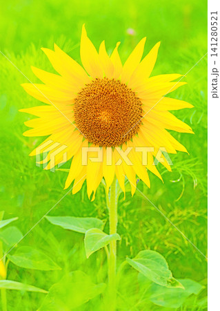 家の周りの草花 四季の色々 農園の花畑に美しい大輪のヒマワリの花が青空に向かって咲いています 家の周りの草花 四季の色々 農園の花畑に美しい大輪のヒマワリの花が青空に向かって咲いています 141280521