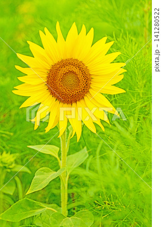家の周りの草花　四季の色々　農園の花畑に美しい大輪のヒマワリの花が青空に向かって咲いています 141280522