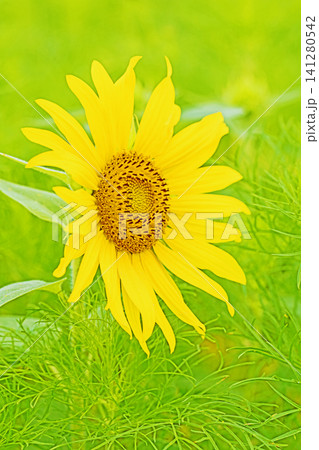 家の周りの草花 四季の色々 農園の花畑に美しい大輪のヒマワリの花が青空に向かって咲いています 家の周りの草花 四季の色々 農園の花畑に美しい大輪のヒマワリの花が青空に向かって咲いています 141280542