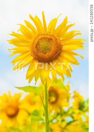 家の周りの草花　四季の色々　農園の花畑に美しい大輪のヒマワリの花が青空に向かって咲いています 141280556