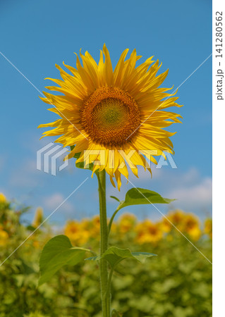 家の周りの草花 四季の色々 農園の花畑に美しい大輪のヒマワリの花が青空に向かって咲いています 家の周りの草花 四季の色々 農園の花畑に美しい大輪のヒマワリの花が青空に向かって咲いています 141280562