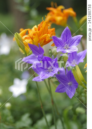 紫色のキキョウの花が咲いています。学名はPlatycodon grandiflorusです。 紫色のキキョウの花が咲いています。学名はPlatycodon grandiflorusです。 141280738