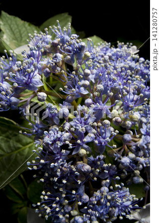 紫陽花園に紫色のアジサイの花が咲いています。学名はHydrangeaです。 紫陽花園に紫色のアジサイの花が咲いています。学名はHydrangeaです。 141280757