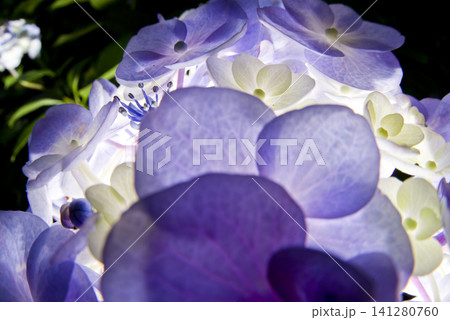 紫陽花園に紫色のアジサイの花が咲いています。学名はHydrangeaです。 141280760