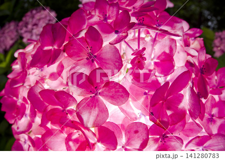 紫陽花園にピンク色のアジサイの花が咲いています。 紫陽花園にピンク色のアジサイの花が咲いています。 141280783