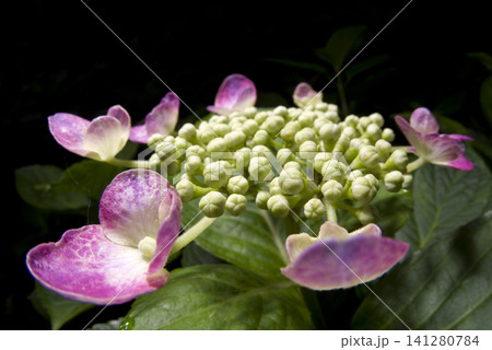 紫陽花園にピンク色のアジサイの花が咲いています。 紫陽花園にピンク色のアジサイの花が咲いています。 141280784