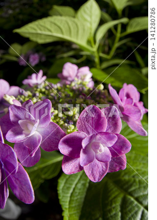 紫陽花園にピンク色のアジサイの花が咲いています。 141280786