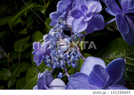 紫陽花園に青いアジサイの花がさいています。学名はHydrangeaです。 紫陽花園に青いアジサイの花がさいています。学名はHydrangeaです。 141280845