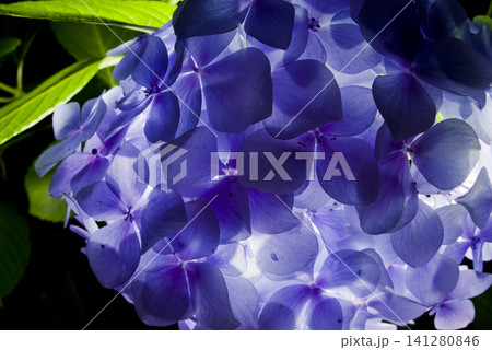 紫陽花園に青いアジサイの花がさいています。学名はHydrangeaです。 紫陽花園に青いアジサイの花がさいています。学名はHydrangeaです。 141280846
