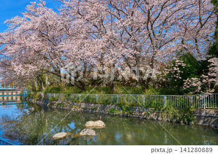 神奈川県川崎市多摩区の川崎市上下水道局稲田取水所(二ヶ領本川)の桜 神奈川県川崎市多摩区の川崎市上下水道局稲田取水所(二ヶ領本川)の桜 141280889