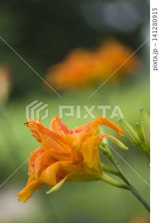 ヤブカンゾウの花がさいています。学名はHemerocallis fulva var. kwanso ヤブカンゾウの花がさいています。学名はHemerocallis fulva var. kwanso 141280915