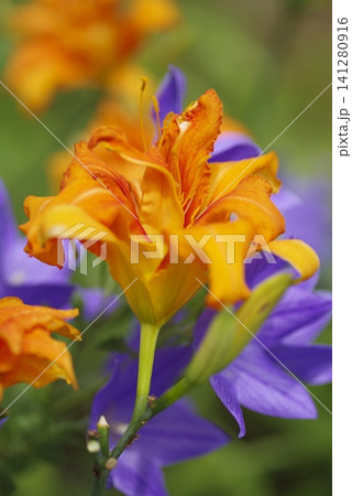 ヤブカンゾウの花がさいています。学名はHemerocallis fulva var. kwanso ヤブカンゾウの花がさいています。学名はHemerocallis fulva var. kwanso 141280916