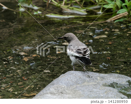 水辺の野鳥セキレイ科セグロセキレイ幼鳥 水辺の野鳥セキレイ科セグロセキレイ幼鳥 141280950