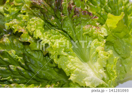 This is a close-up of a red lettuce leaf. This is a close-up of a red lettuce leaf. 141281093
