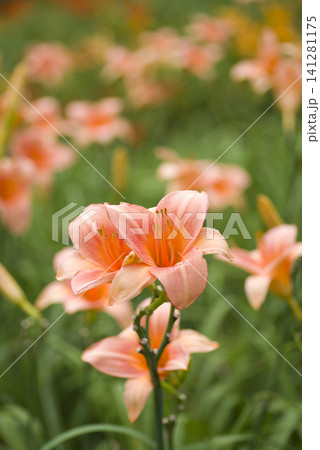 ピンク色のデイリリー(ヘメロカリス)の花が咲いています。このデイリリーの名前はペルシアンプリンセス ピンク色のデイリリー(ヘメロカリス)の花が咲いています。このデイリリーの名前はペルシアンプリンセス 141281175